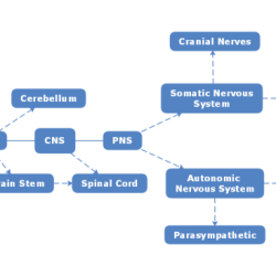 Concept mapping the nervous system worksheet