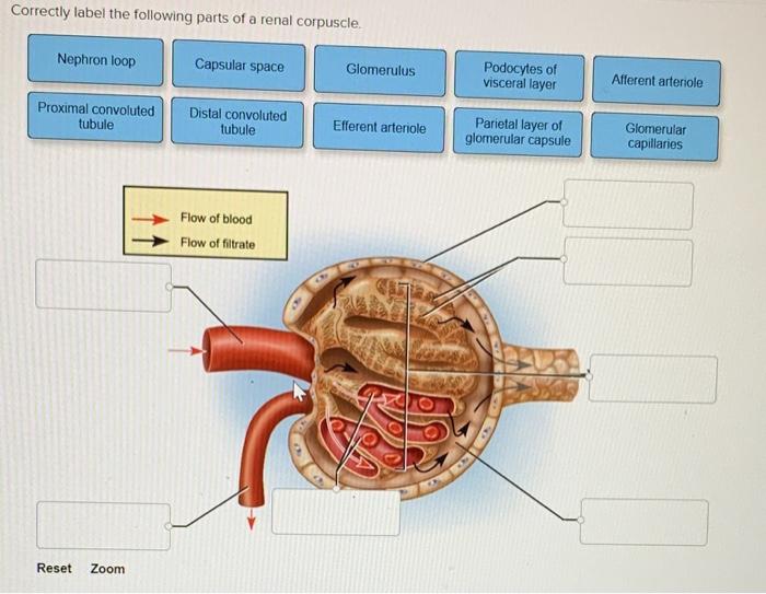 Kidney anatomy knowyourbody function