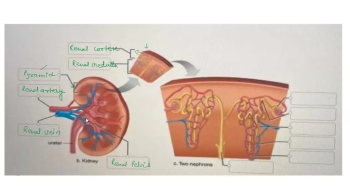 Correctly label the following components of the kidney.