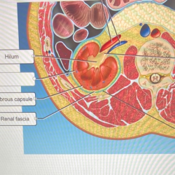 Correctly label the following components of the kidney.