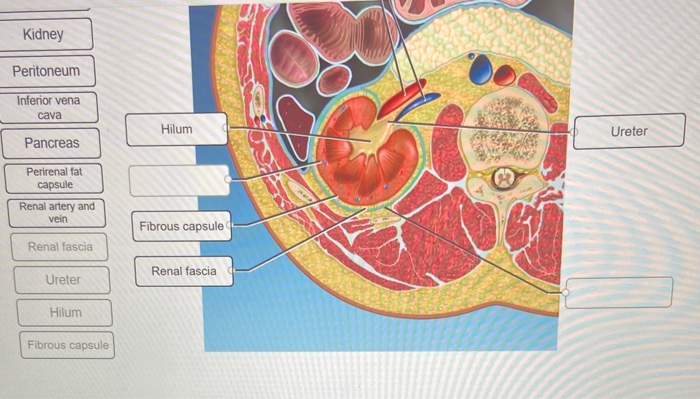 Correctly label the following components of the kidney.